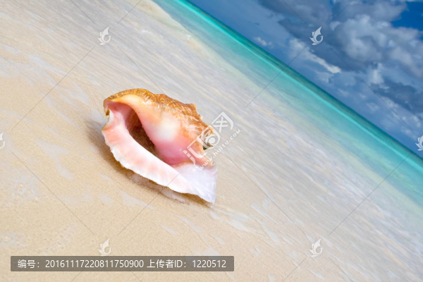 白沙海灘附近的米色貝殼