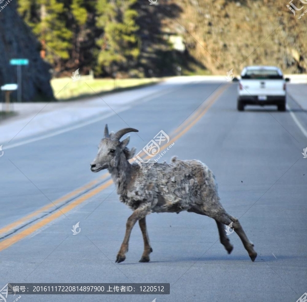 大角羊過馬路