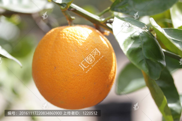 柑橘類(lèi)水果