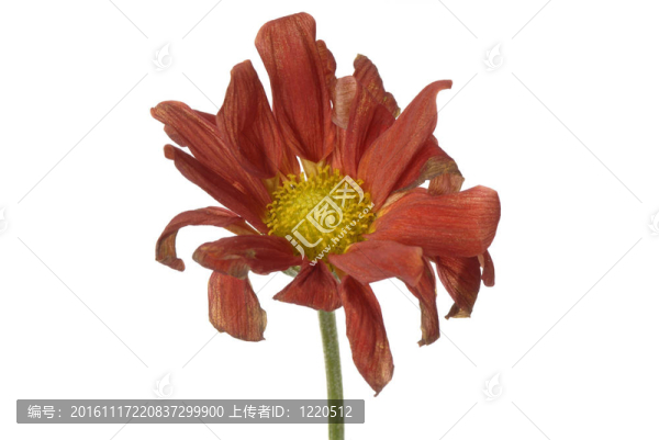 枯萎的花孤立