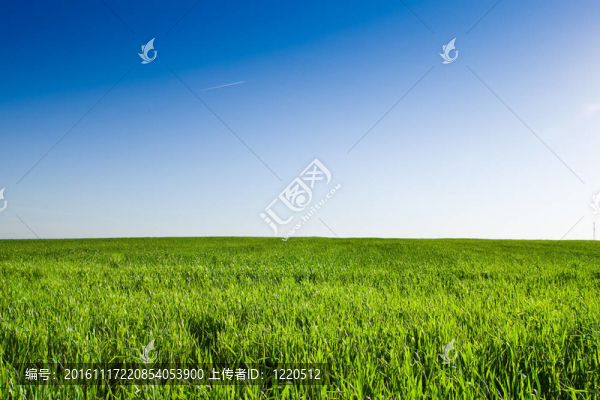 藍(lán)色明亮的天空下的綠草