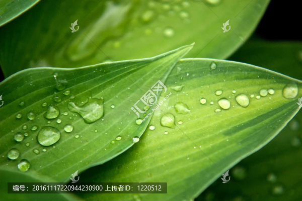 葉子在露水
