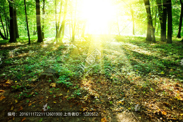 在干燥的森林日出