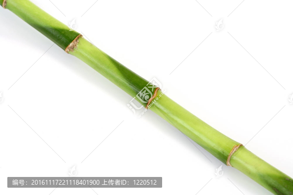 綠色的竹子