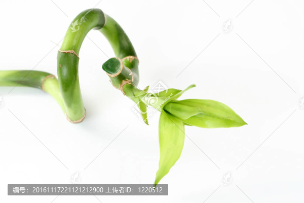 綠色的竹子