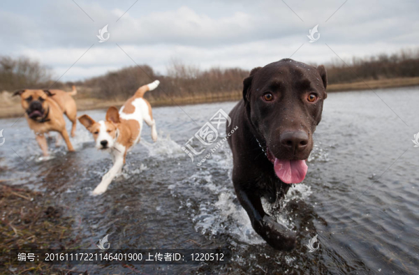 拉布拉多犬和朋友