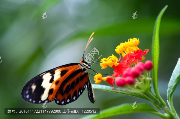xanthocles長(zhǎng)翼蝴蝶Heliconius