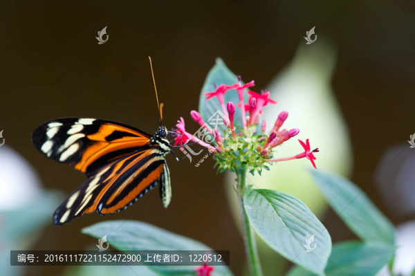 xanthocles長翼蝴蝶Heliconius