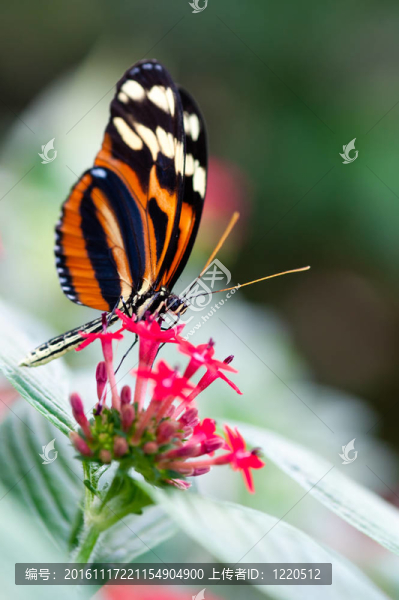 xanthocles長翼蝴蝶Heliconius