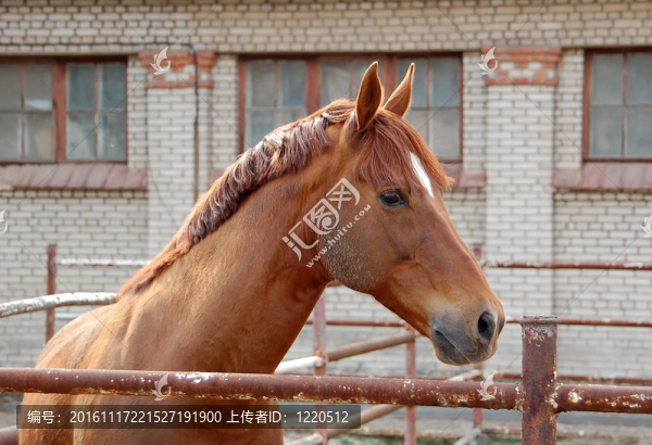 馬