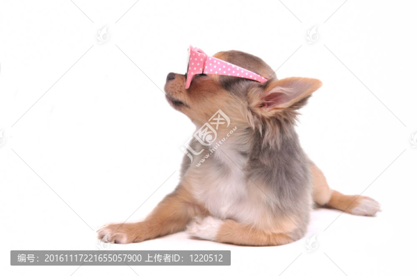 聰明的奇瓦瓦小狗與粉紅色眼鏡隔離