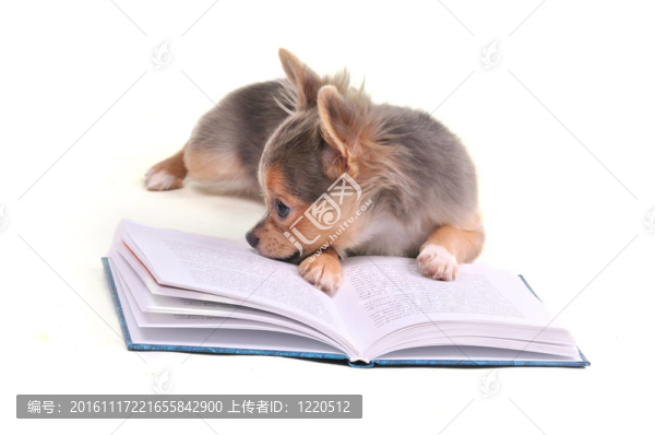 體貼的奇瓦瓦小狗在白色上讀一本有趣的書(shū)