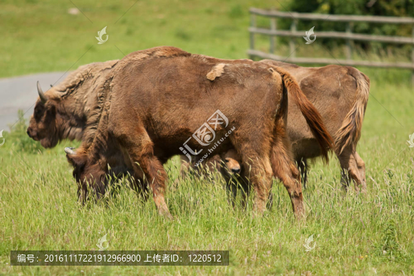 野牛、牛犢