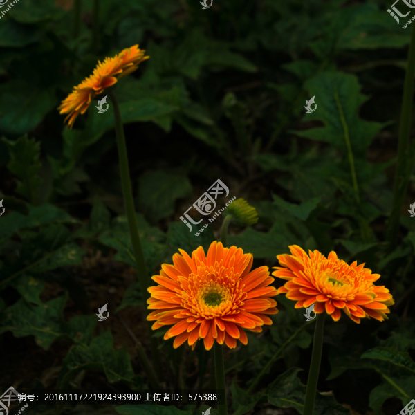 太陽(yáng)花