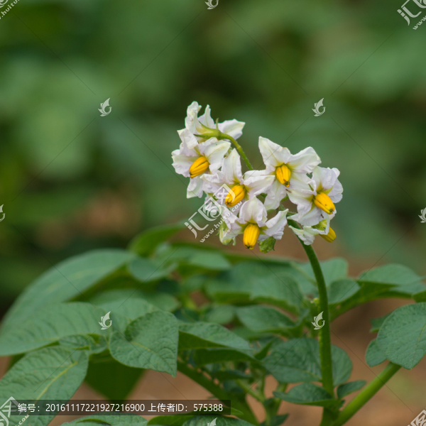 土豆花