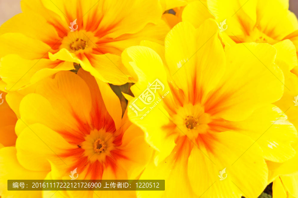 黃報(bào)春花