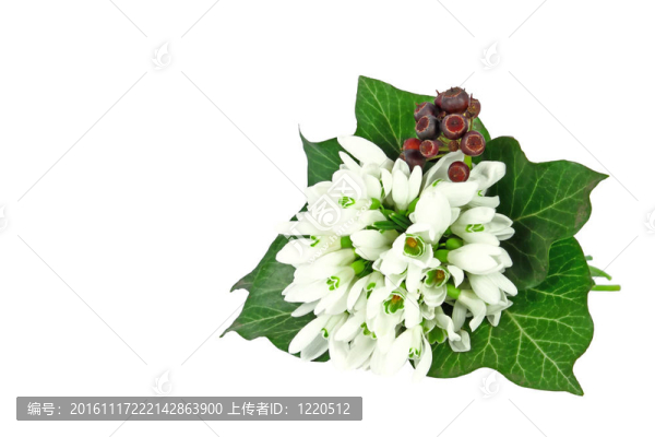 束雪花蓮