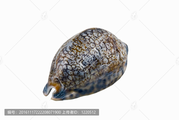海貝殼