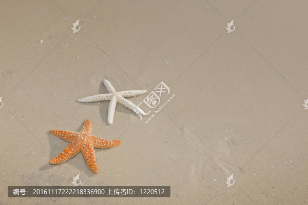 幾只海星在一個熱帶海灘