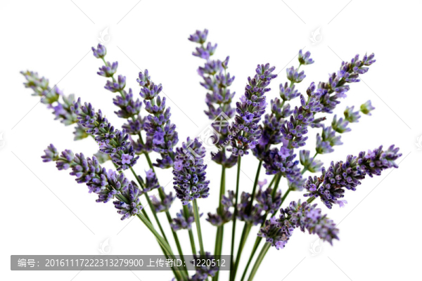 熏衣草花