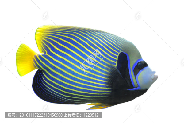 皇后神仙