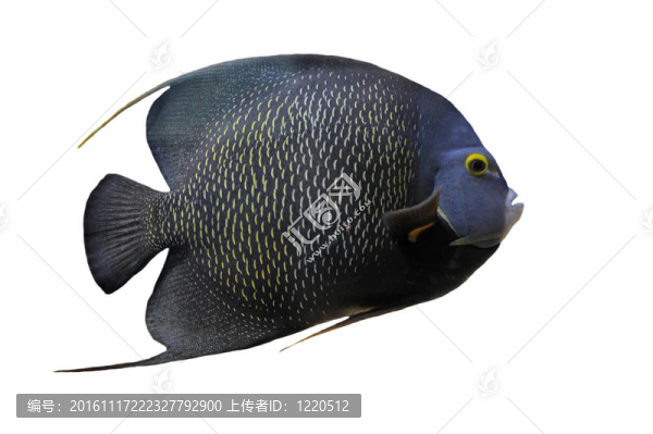 Pomacanthus帕魯河