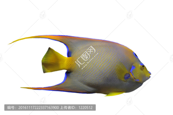 額斑刺蝶魚