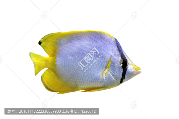 月光魚(yú)-匯圖網(wǎng) www.fosd68.com 月光魚(yú)