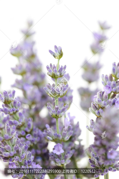 熏衣草花