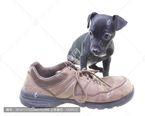 黑臘腸小狗和鞋