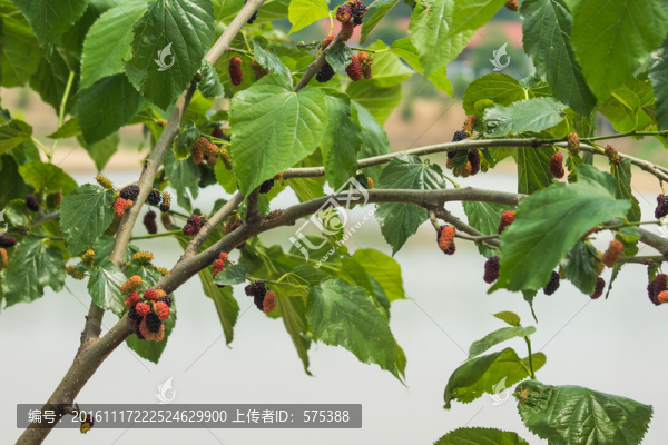 桑葚