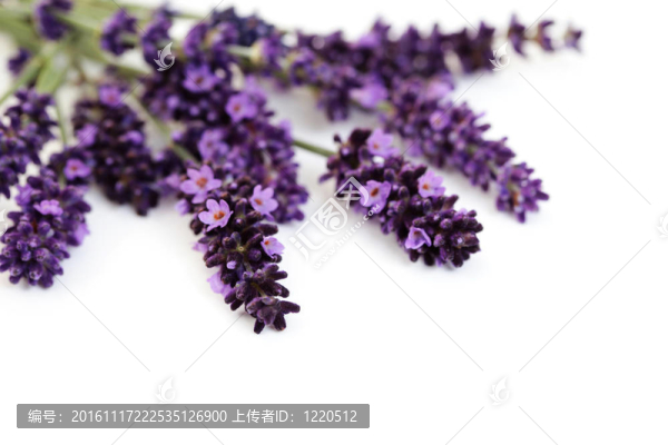 熏衣草花