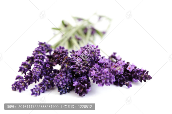 熏衣草花