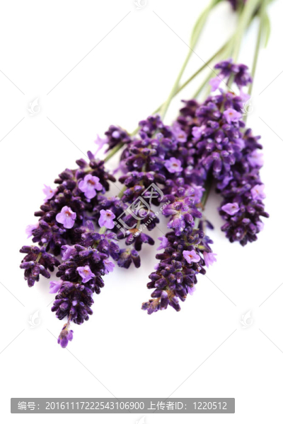 熏衣草花