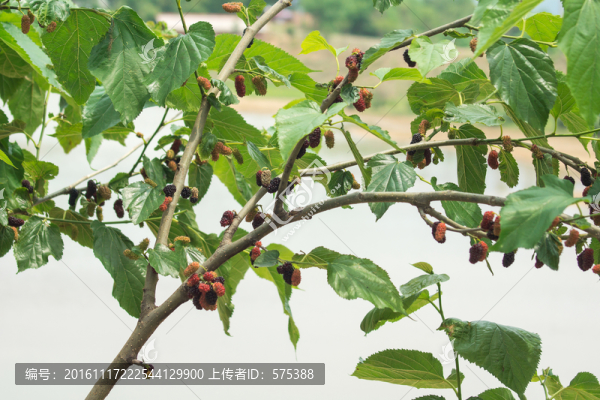 桑葚