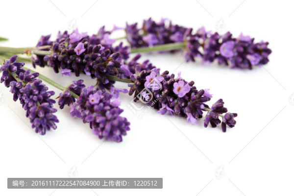 熏衣草花