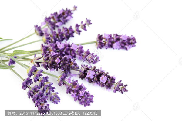 熏衣草花