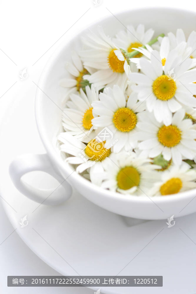 洋甘菊茶