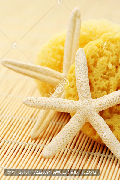 沐浴海綿