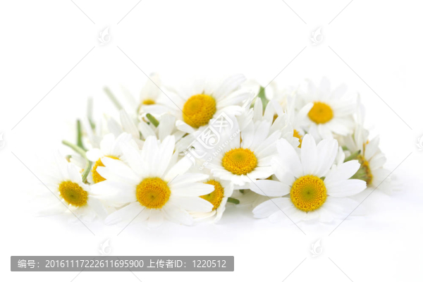 堆洋甘菊