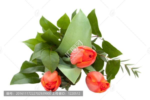 白色背景上的郁金香花束