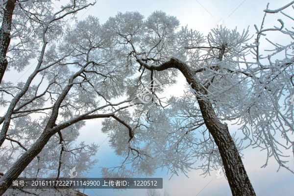 天空背景下的樹被雪覆蓋的樹枝