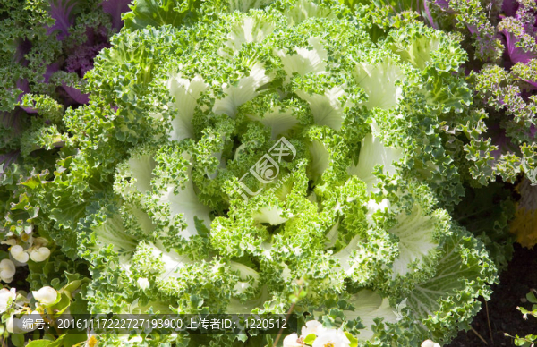 裝飾彩色大白菜