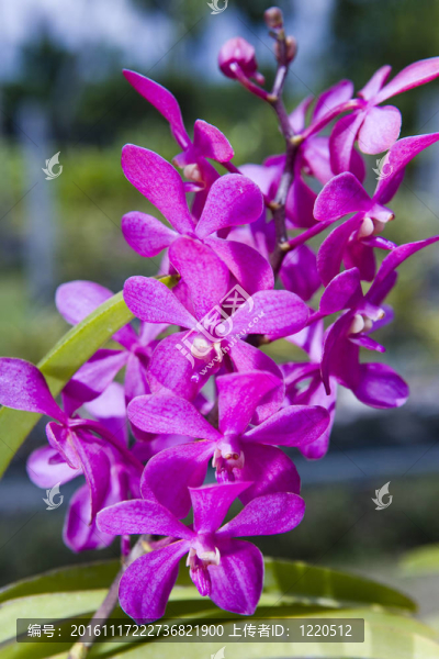 蘭花枝