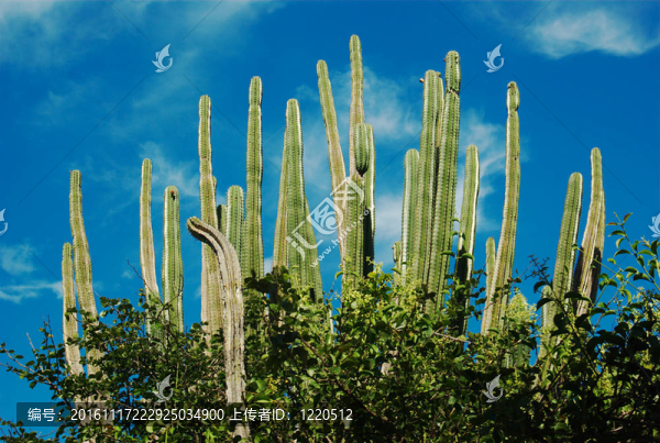 個(gè)子高高的，長(zhǎng)的仙人掌植物站對(duì)藍(lán)天與Tatacoma的一些小的白云；哥倫比亞