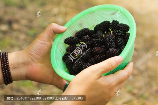 桑果