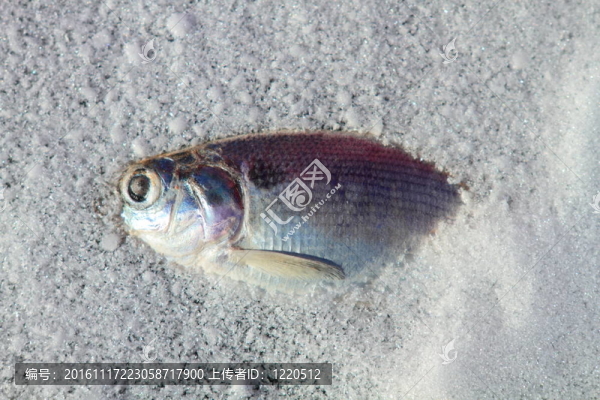 凍魚