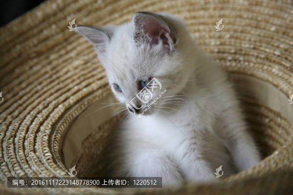 坐在Straw,Hat的白色小貓