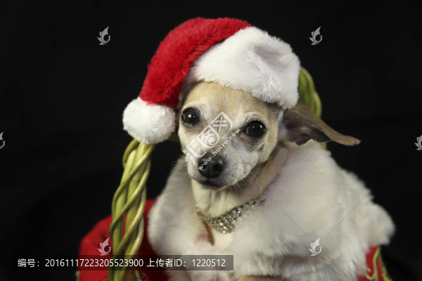奇瓦瓦圣誕節(jié)