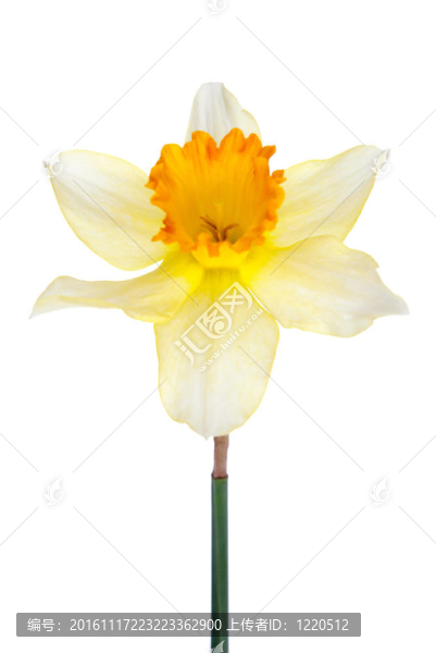 風(fēng)信子花